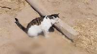 猫咪一晚上抓了27只老鼠，并整齐排列在主人面前，网友：它在摆摊吗？