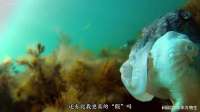 他们警告我躲开你————说你是假的