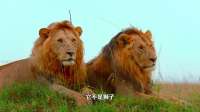到底是你在养猫，还是猫在养你？