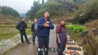 郴州宜章，贵州黎平，双方大佬齐聚怀化田螺基地，商讨养螺大业