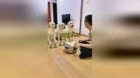 狗狗成精了！自己分配馒头吃，笑翻众人