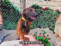 全网最能喝的狗，酒量是你兄弟的十倍以上