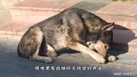 它忍了所有痛，却在被救时，选择相信人类