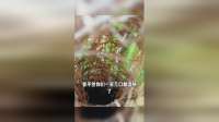 水稻也能成为家，幸好没用收割机