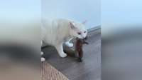 天塌了！猫咪叼回来一只松鼠 不知是不是保护动物