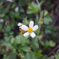 坚果甜瓜