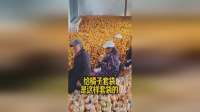 给橘子套袋，原来是这样套袋的！