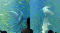 郑州一海洋公园鲨鱼上班“咬同事”，园方回应：系求偶行为，不会咬伤