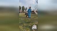 在成都熊猫基地，与国宝大熊猫亲密互动的温馨时刻