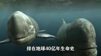 深海巨物利维坦鲸与海洋霸主巨齿鲨谁更厉害？