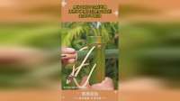 男子用竹子自制武器，体积不大威力却是98k级别，未成年不能碰！