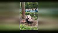 大熊猫花花偷藏苹果，与饲养员爷爷斗智斗勇