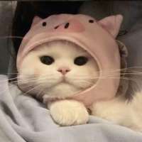萌萌的爱宠狗