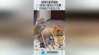 猫咪玩着抓猫板，一旁狗子看到合不拢嘴，不知道以为是自己玩！