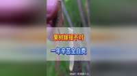嫁接果树需要谨慎选择方式，否则一年辛苦全白费