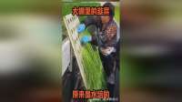 大棚里种的韭菜，原来是水培的！