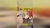 操心的老牛，太称职了