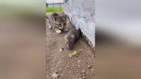 天生猎手狸花猫：独立机敏，靠自己本事活得让人共鸣