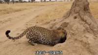 花豹与疣猪的生死对决，花豹死死咬住疣猪脖颈，疼得疣猪直哆嗦