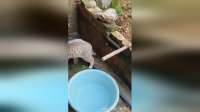 萌猫鼠大战！