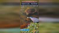 男子记录绿鹭的钓鱼诀窍那面包引过来，然后快准狠