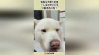 狗狗每天精力旺盛，主人决定用这方法，这脑回路没谁了！