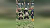 顶流国宝熊猫花花：和花萌态百出，治愈无数人