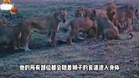 狮子咬穿鳄鱼铠甲大口吞下！锋利獠牙将鳄鱼扭曲拔河！简直太痛了