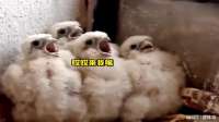 看着他们吃是真的香