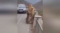 豹子选错猎物，惨遭反杀
