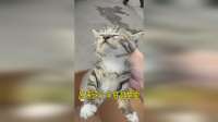 发现车子被狗狗咬了，准备开去维修，发现里面竟然躲了两只小猫