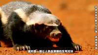 天不怕地不怕的蜜獾平头哥太惨了！与科莫多巨蜥对决，被狠狠咬住
