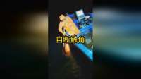 巨型鱿鱼为活命自断触手，徒手抓鱼现场太迷惑
