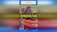 甩不掉的膏药猴，一旦遇到就大祸临头
