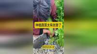 种植蔬菜太有创意了，居然是种在石子里