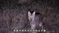 郊狼缠绵过后饥肠辘辘深夜潜入农场，瞄准圈养山羊想偷袭饱餐一顿