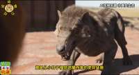 小日子福岛变异豺狼入侵草原，狮虎两大兽王联手，灭外敌保家园