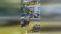 大哥花式骑自行车，也太秀了