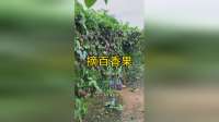 采摘百香果