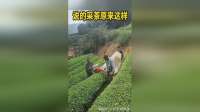 说的菜茶原来这样，挺坑人
