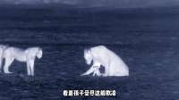 小狮子被母亲抛弃不让吃母乳，为了活下去，一步步成长成狮王