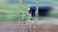 妈妈晒俄罗斯的儿子太野蛮，在中国过年跑到菜园子摘着菜就吃