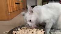 家猫体验了一天流浪猫的生活，当猫咪回到家那一刻，你们都别笑！
