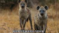 三腿野犬弗林特悲壮一生，从猎手到守护幼崽