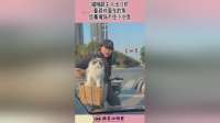 猫咪跟主人出门时,看到对面车的鱼,丝毫掩饰不住小心思!