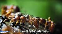 你敢信吗？箭毒蛙原本是没毒的