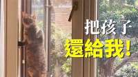 自从收养了流浪猫的三个孩子，猫妈妈每天都要找上门来！