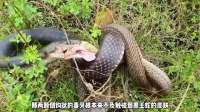 黑王蛇吞食一条和自己体型一样的游蛇，最后吞不下去只能排泄