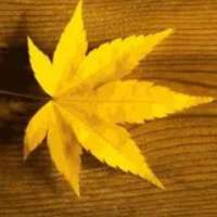 黄叶说股
