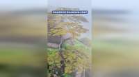 黄山千年迎客松开花，满树金黄映云雾，苍劲古松宛如披上黄金甲，见者沾福，万事顺遂！